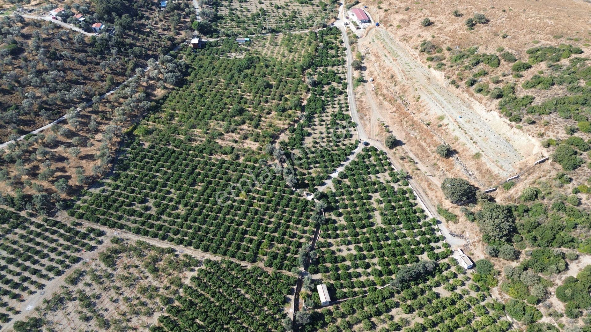Seferihisar Sığacık Taşdibi Mevkiinde 12.901 M² Mandalina Bahçesi — fotoğraf 19