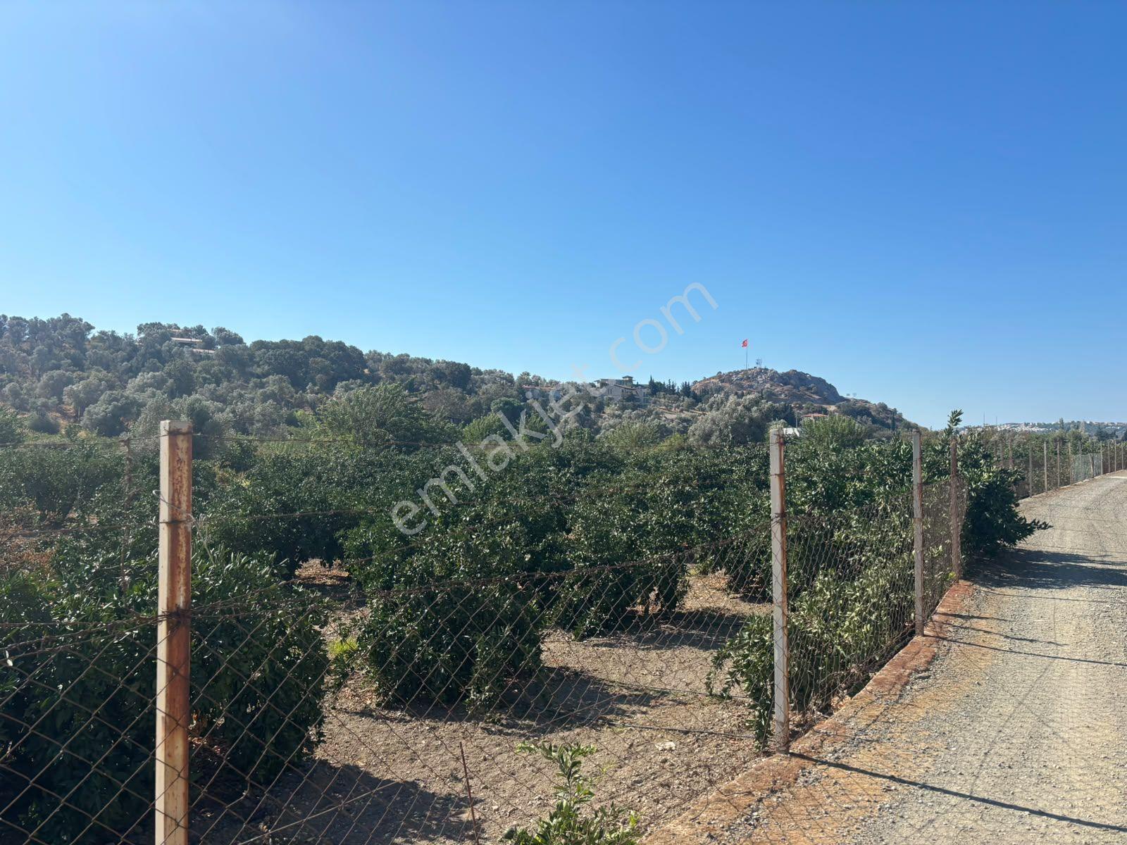 Seferihisar Sığacık Taşdibi Mevkiinde 12.901 M² Mandalina Bahçesi — fotoğraf 26