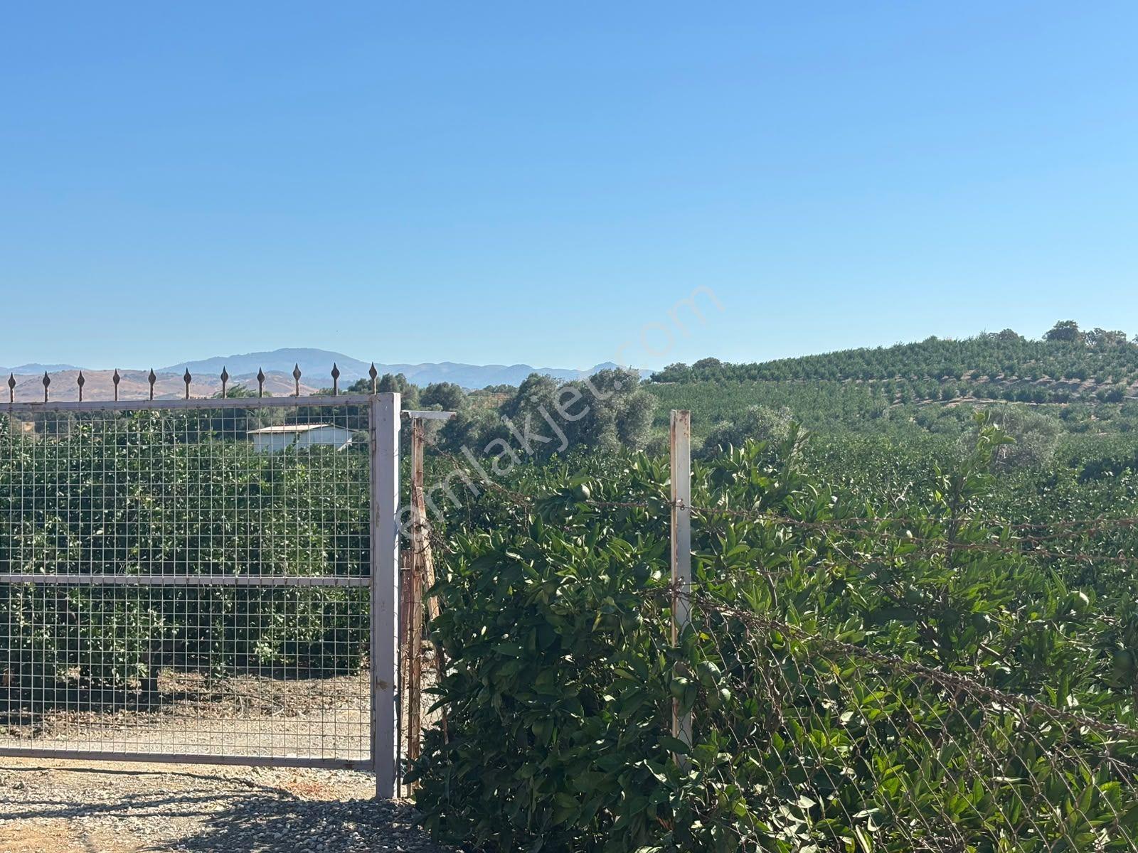 Seferihisar Sığacık Taşdibi Mevkiinde 12.901 M² Mandalina Bahçesi — fotoğraf 28