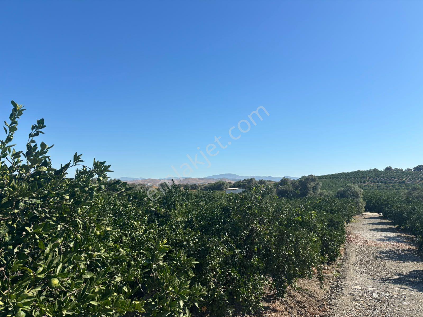 Seferihisar Sığacık Taşdibi Mevkiinde 12.901 M² Mandalina Bahçesi — fotoğraf 30