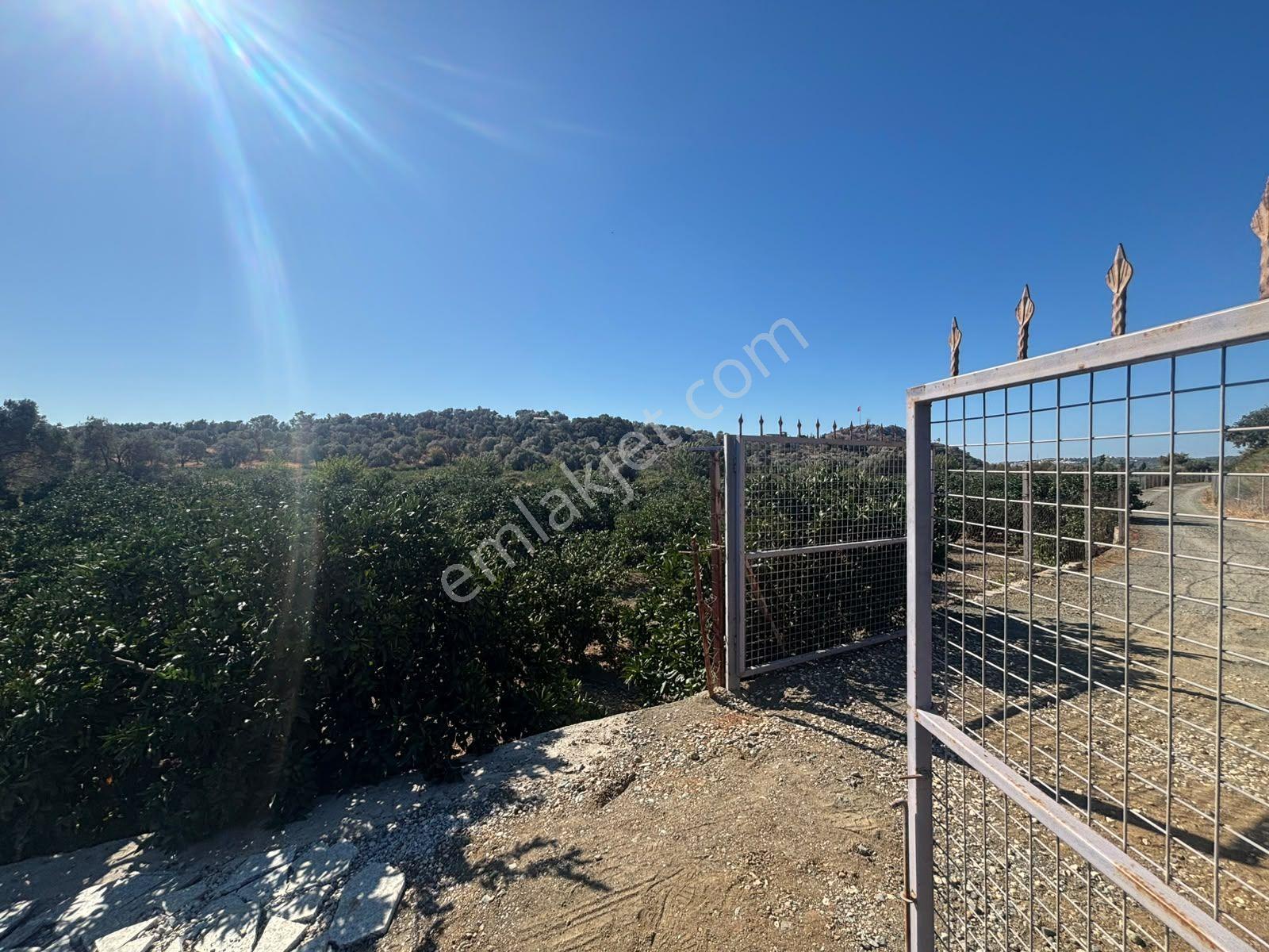 Seferihisar Sığacık Taşdibi Mevkiinde 12.901 M² Mandalina Bahçesi — fotoğraf 31