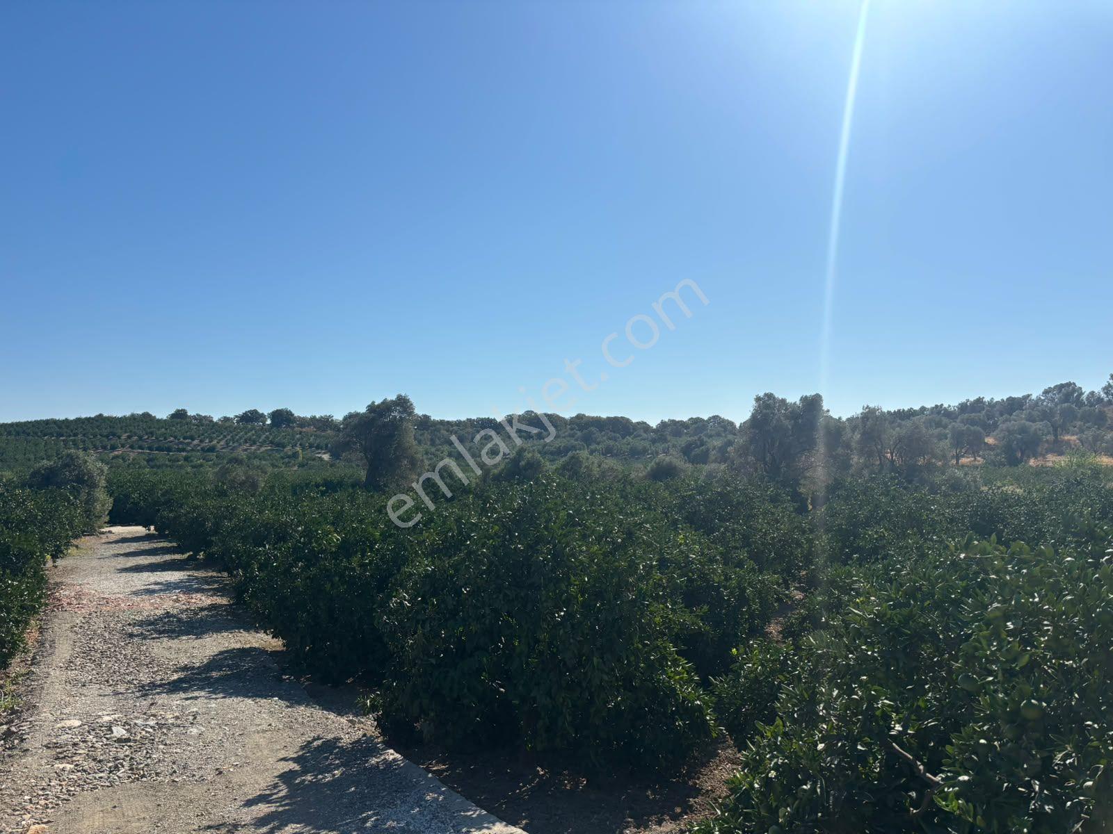 Seferihisar Sığacık Taşdibi Mevkiinde 12.901 M² Mandalina Bahçesi — fotoğraf 32