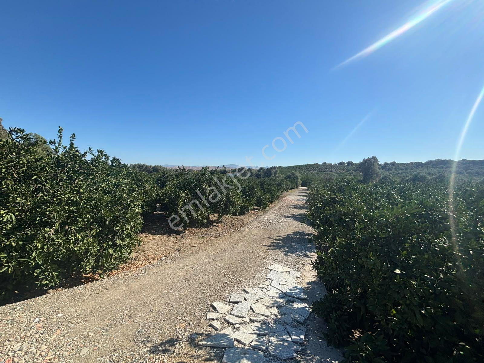 Seferihisar Sığacık Taşdibi Mevkiinde 12.901 M² Mandalina Bahçesi — fotoğraf 33