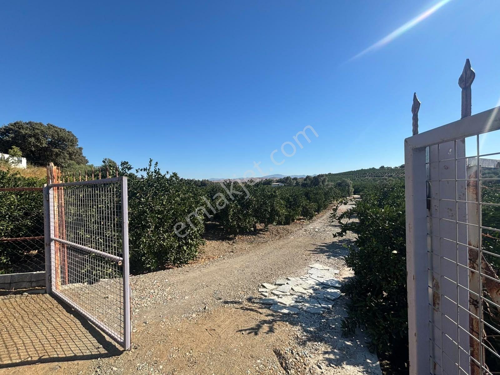 Seferihisar Sığacık Taşdibi Mevkiinde 12.901 M² Mandalina Bahçesi — fotoğraf 35