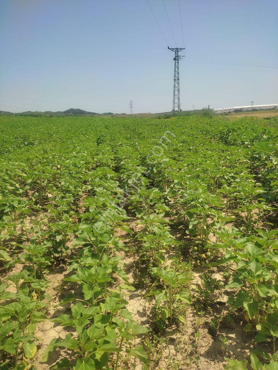 Lavinia'Dan Hocalıda Çorak Mevkinde 335 M2 Satılık Tarla