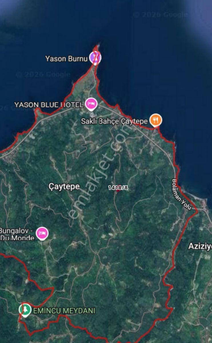 Ordu Perşembe Çaytepede Deniz Manzaralı 3.045 M² Fındık Bahçesi