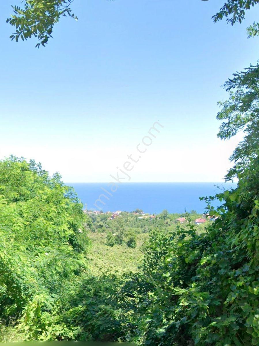 Ordu Perşembe Çaytepede Deniz Manzaralı 3.045 M² Fındık Bahçesi — fotoğraf 4