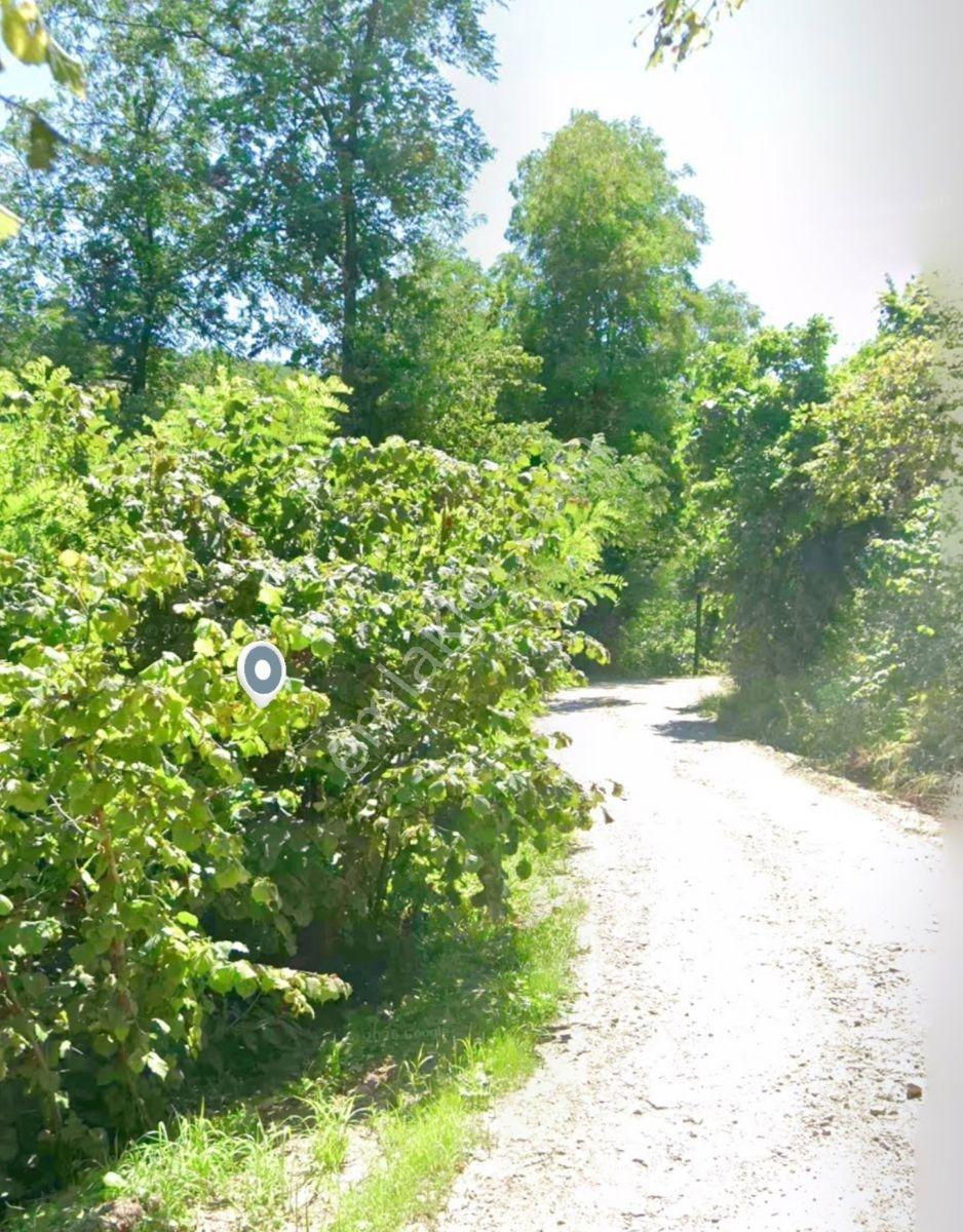 Ordu Perşembe Çaytepede Deniz Manzaralı 3.045 M² Fındık Bahçesi — fotoğraf 5