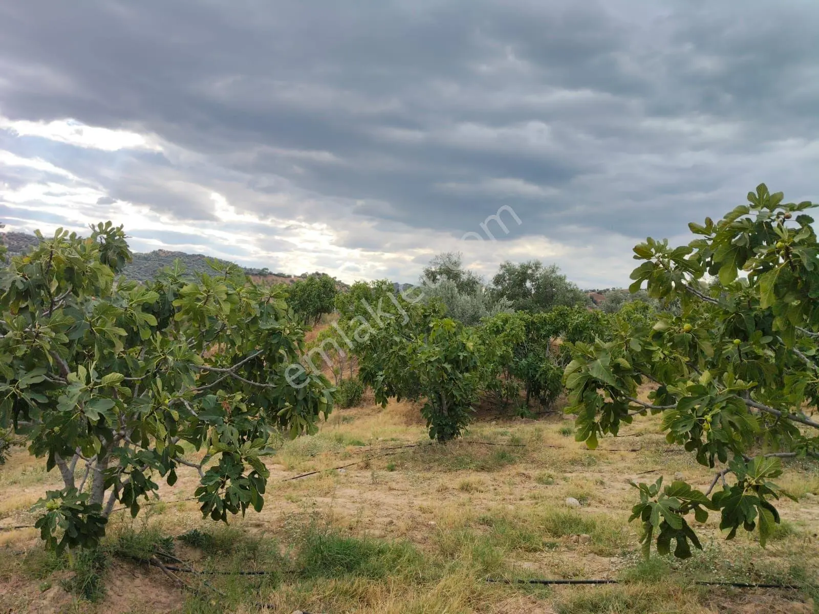 Gedikaltı Mahallesinde Yola Cepheli Satılık Bahçe — fotoğraf 3