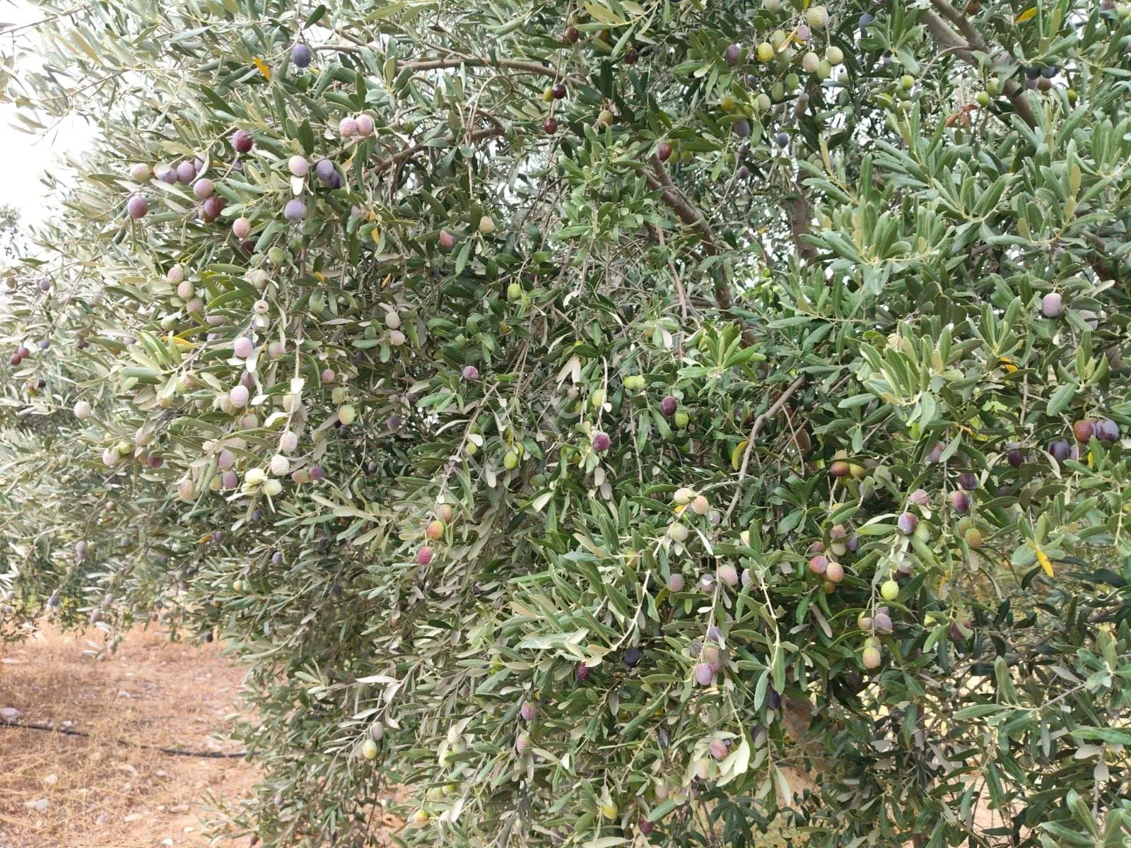 Gedikaltı Mahallesinde Yola Cepheli Satılık Bahçe — fotoğraf 9