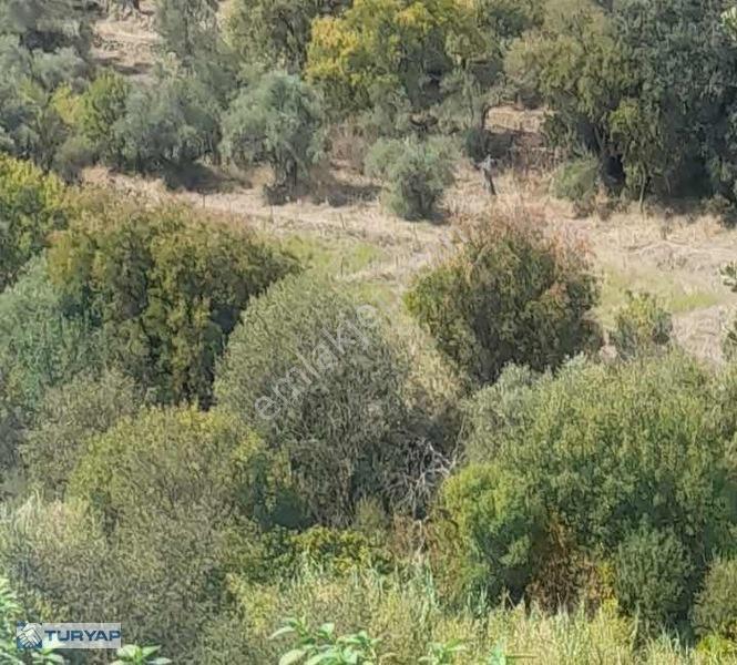 Milasa Bağlı Karapınar Köyünde Satılık Bahçe — fotoğraf 2