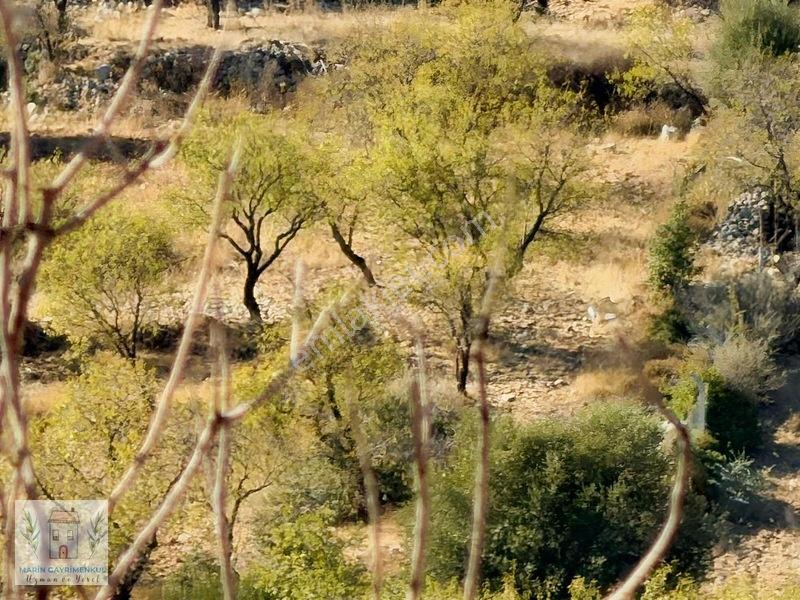 Palamutbükü Marin Koyuna Yakın Bademlik