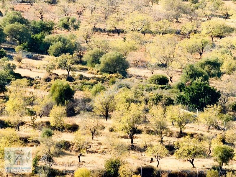 Palamutbükü Marin Koyuna Yakın Bademlik — fotoğraf 2