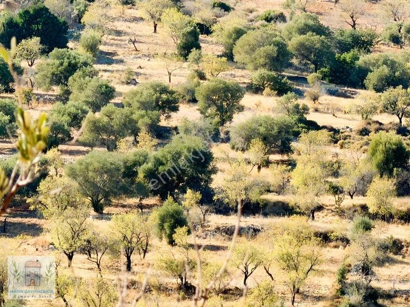 Palamutbükü Marin Koyuna Yakın Bademlik — fotoğraf 3