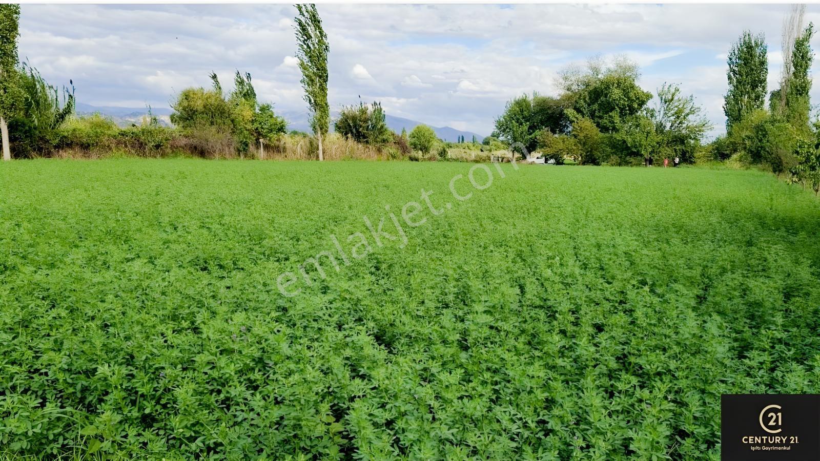 Aydın Pınarderede 3170 M² Tarla — fotoğraf 5