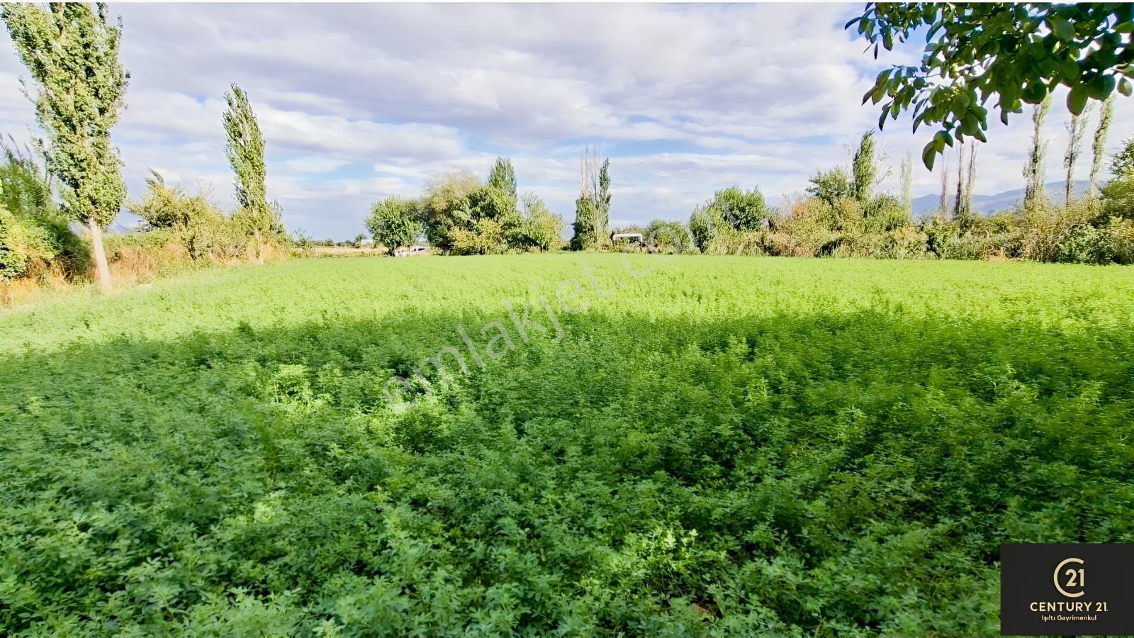 Aydın Pınarderede 3170 M² Tarla — fotoğraf 6