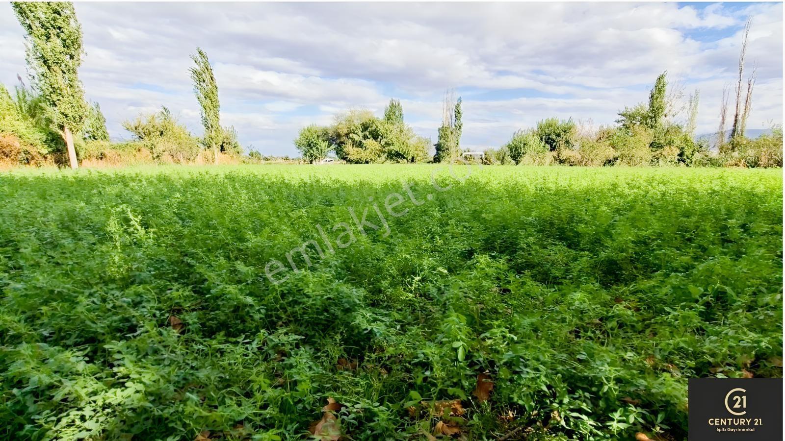 Aydın Pınarderede 3170 M² Tarla — fotoğraf 7