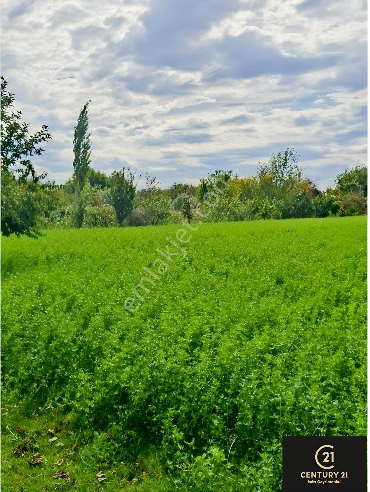Aydın Pınarderede 3170 M² Tarla — fotoğraf 11