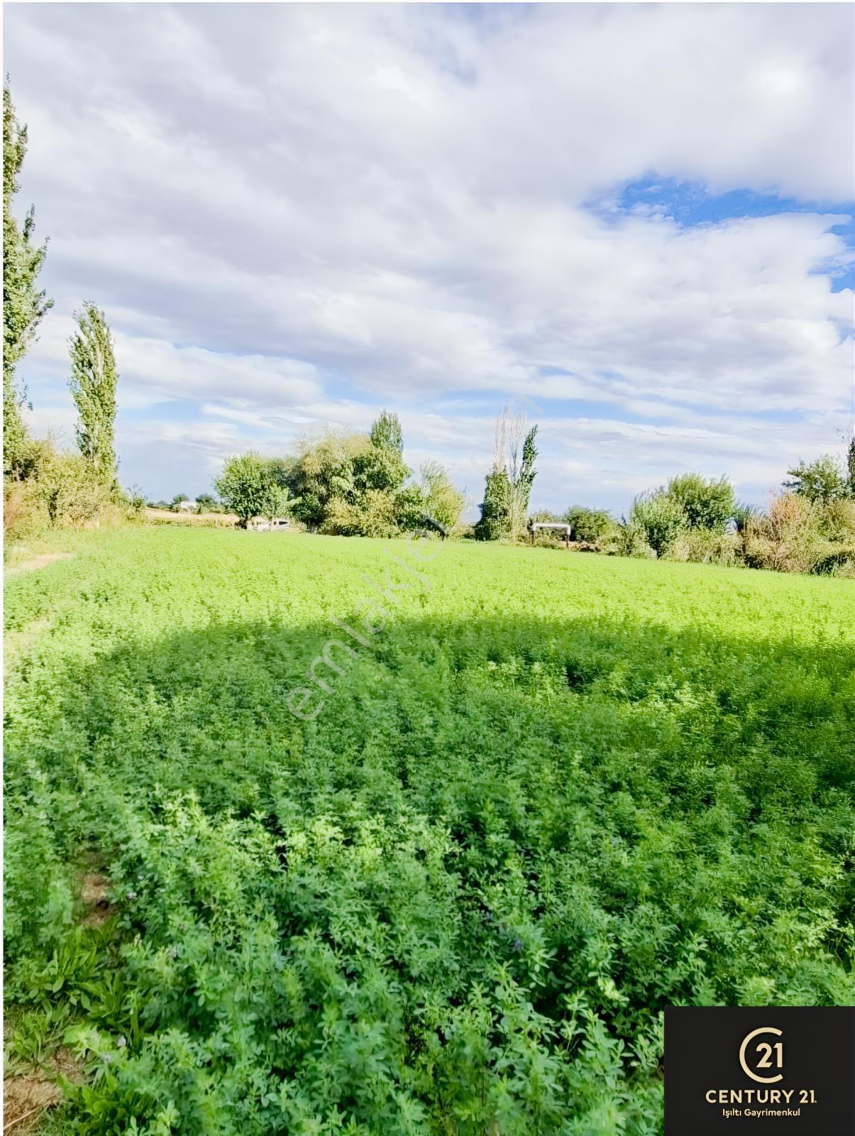 Aydın Pınarderede 3170 M² Tarla — fotoğraf 12