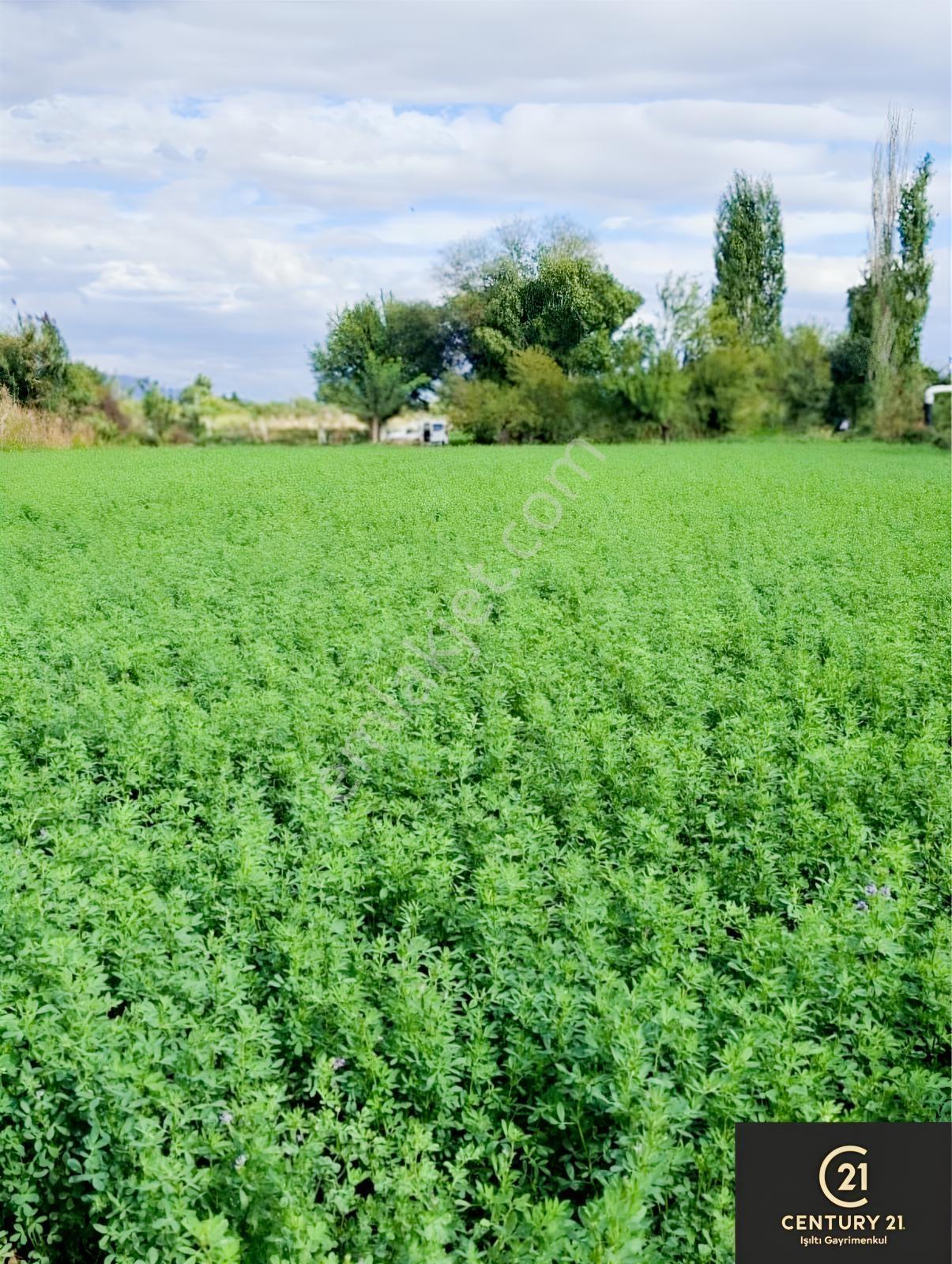 Aydın Pınarderede 3170 M² Tarla — fotoğraf 15