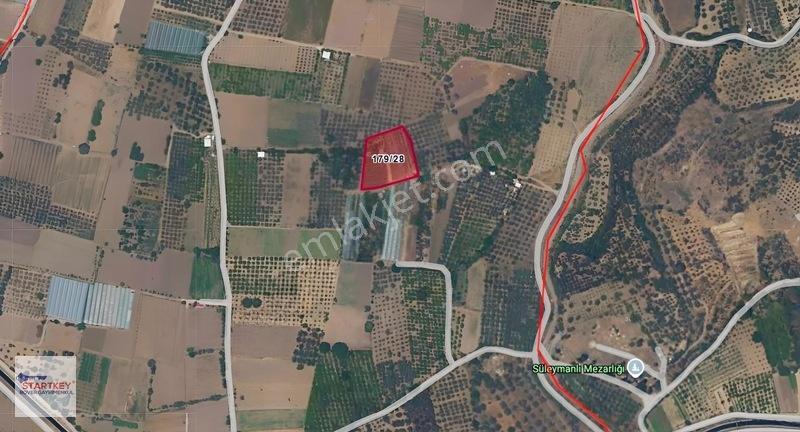 Menemen Görece Köyünde 2275 M² Satılık Zeytinli Tarla