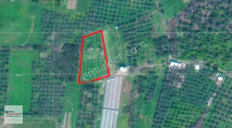 Menemen Görece Köyünde 2275 M² Satılık Zeytinli Tarla — fotoğraf 5
