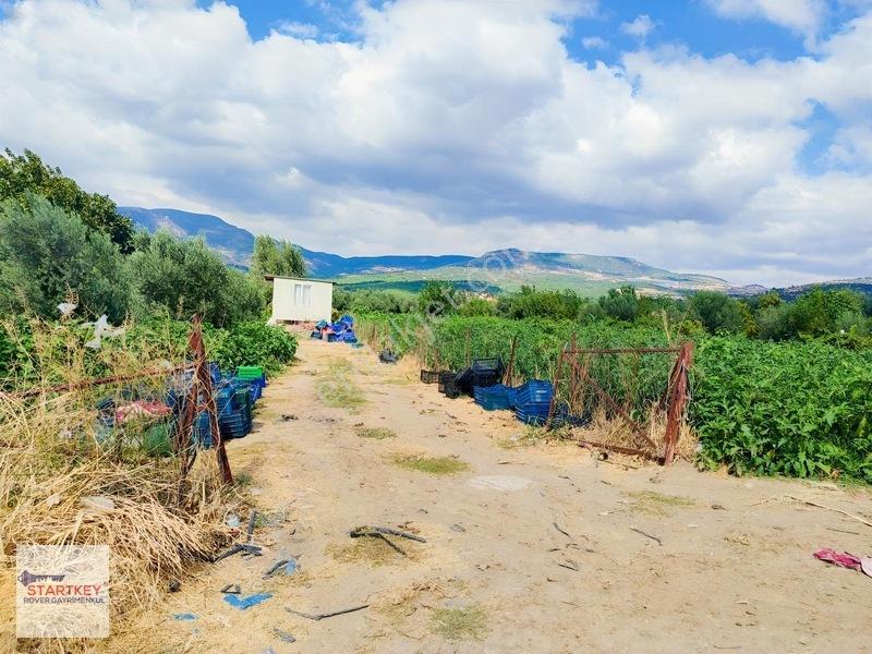 Menemen Görece Köyünde 2275 M² Satılık Zeytinli Tarla — fotoğraf 11