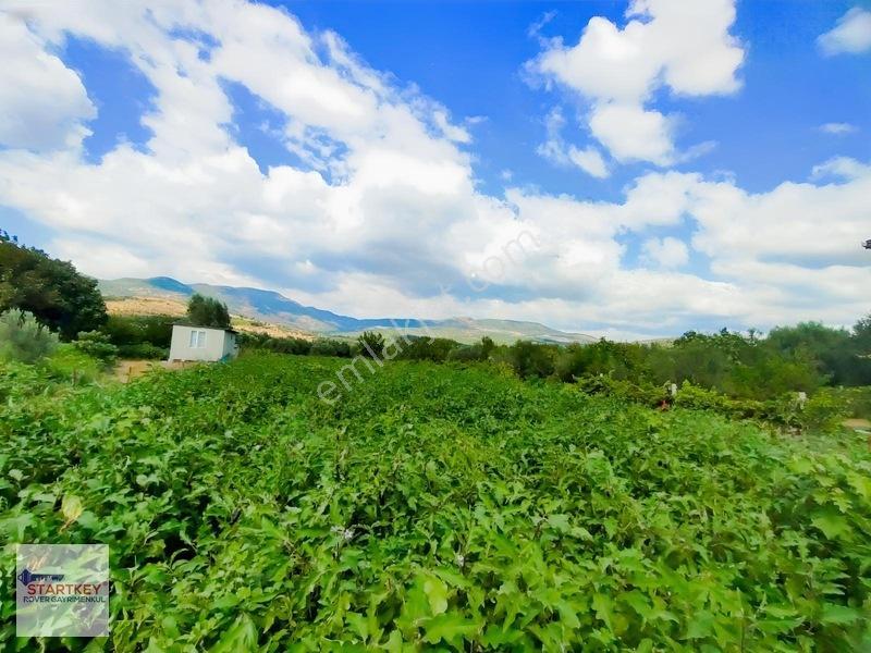 Menemen Görece Köyünde 2275 M² Satılık Zeytinli Tarla — fotoğraf 14