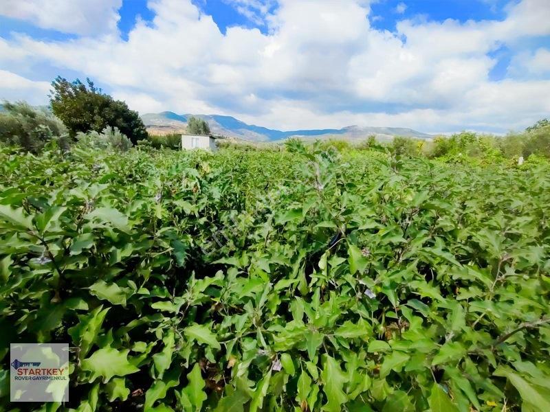 Menemen Görece Köyünde 2275 M² Satılık Zeytinli Tarla — fotoğraf 15