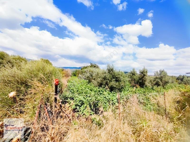 Menemen Görece Köyünde 2275 M² Satılık Zeytinli Tarla — fotoğraf 16