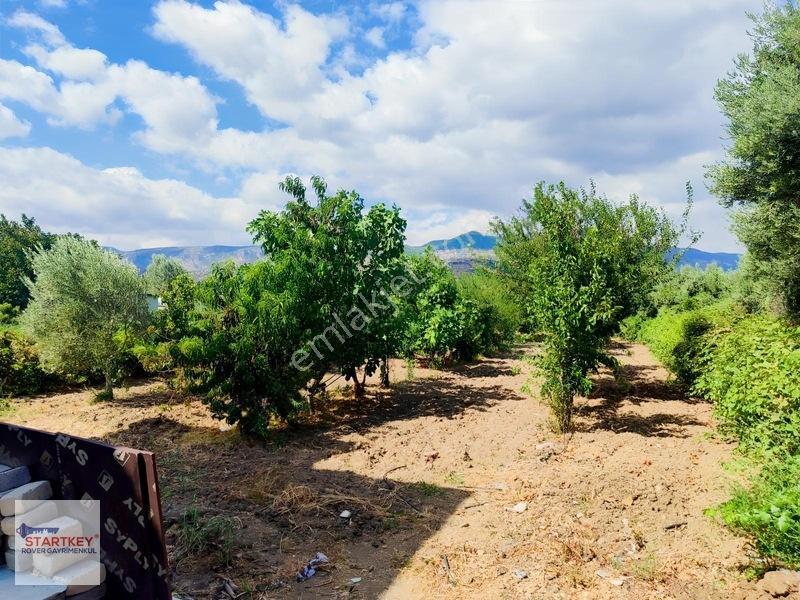 Menemen Görece Köyünde 2275 M² Satılık Zeytinli Tarla — fotoğraf 17