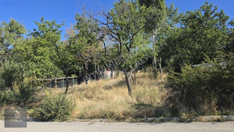 Lalahan Merkezde İçinde Yetişmiş Ağaçları Olan Hizmet Önünde Ars — fotoğraf 6