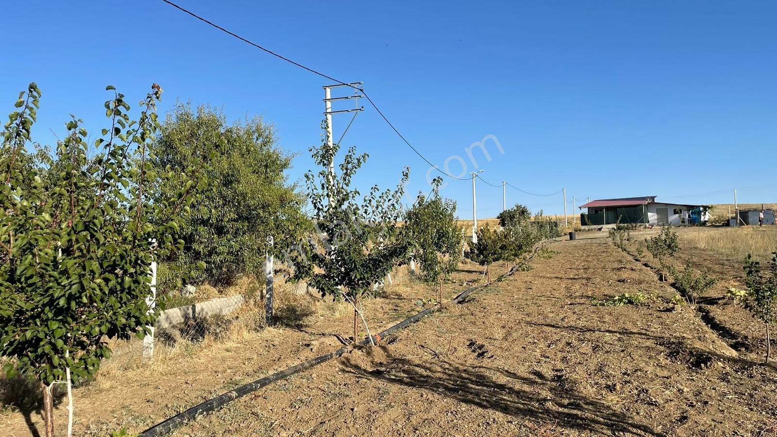 Meram - Karadiğin 3.371 M2 Bahçe Ve Evi Müstakil Tapulu — fotoğraf 19