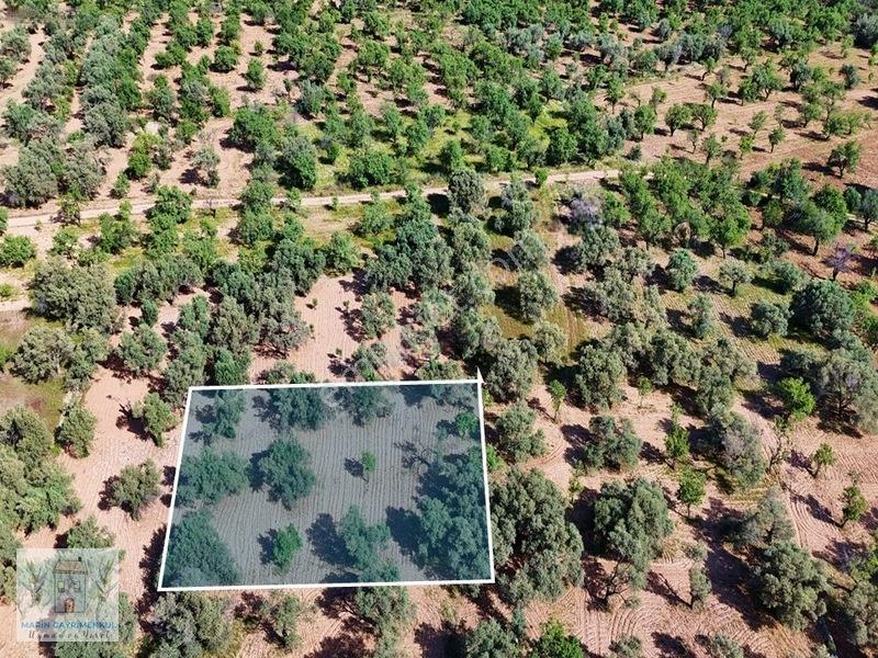 Marinden Palamutbükü 1.006 M2 Yerleşime Yakın Bahçe