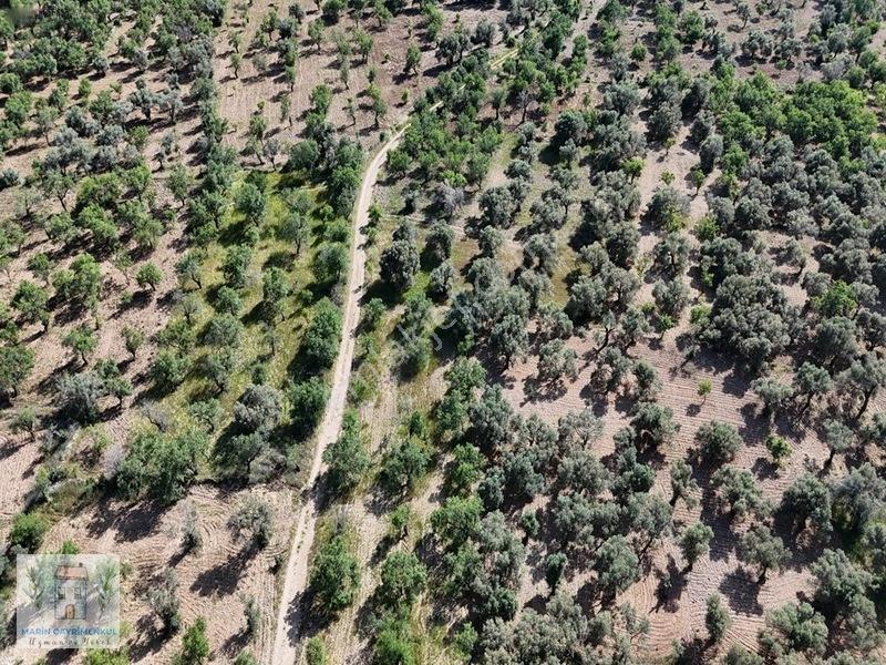 Marinden Palamutbükü 1.006 M2 Yerleşime Yakın Bahçe — fotoğraf 4