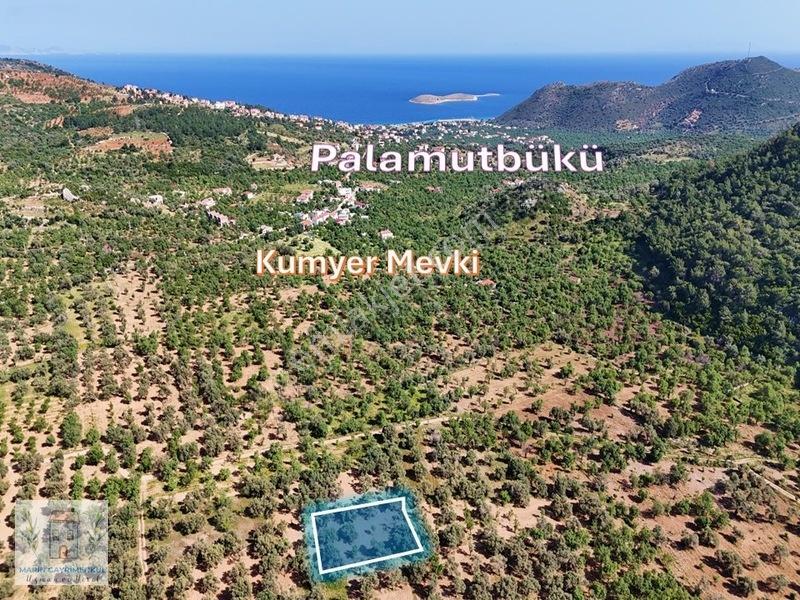 Marinden Palamutbükü 1.006 M2 Yerleşime Yakın Bahçe — fotoğraf 6