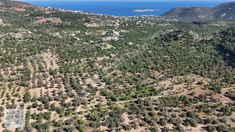 Marinden Palamutbükü 1.006 M2 Yerleşime Yakın Bahçe — fotoğraf 8