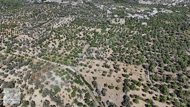 Marinden Palamutbükü 1.006 M2 Yerleşime Yakın Bahçe — fotoğraf 9