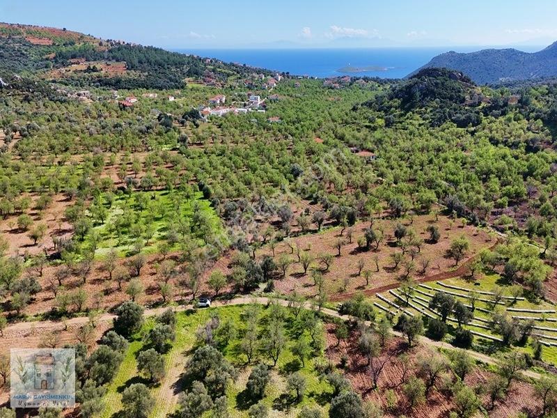 Marinden Palamutbükü 1.006 M2 Yerleşime Yakın Bahçe — fotoğraf 11