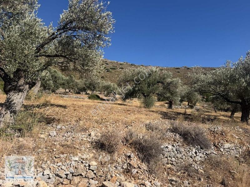 Palamutbükü Koyuna Yakın Verimli Zeytinlik — fotoğraf 2