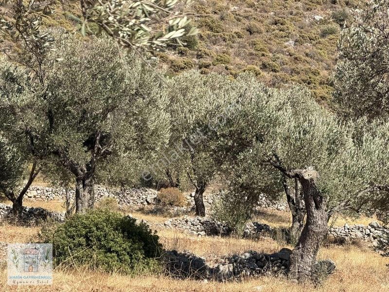 Palamutbükü Koyuna Yakın Verimli Zeytinlik — fotoğraf 3