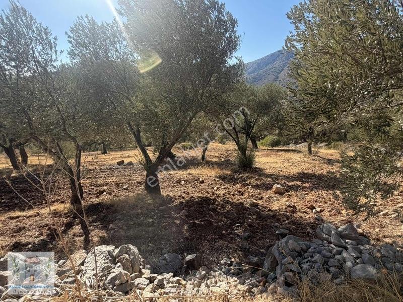 Palamutbükü Koyuna Yakın Verimli Zeytinlik — fotoğraf 8