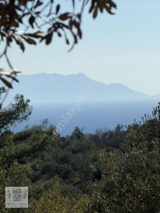 Palamutbükü Koyuna Yakın Verimli Zeytinlik — fotoğraf 11