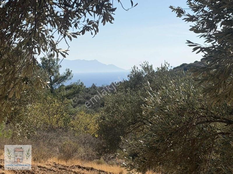Palamutbükü Koyuna Yakın Verimli Zeytinlik — fotoğraf 12