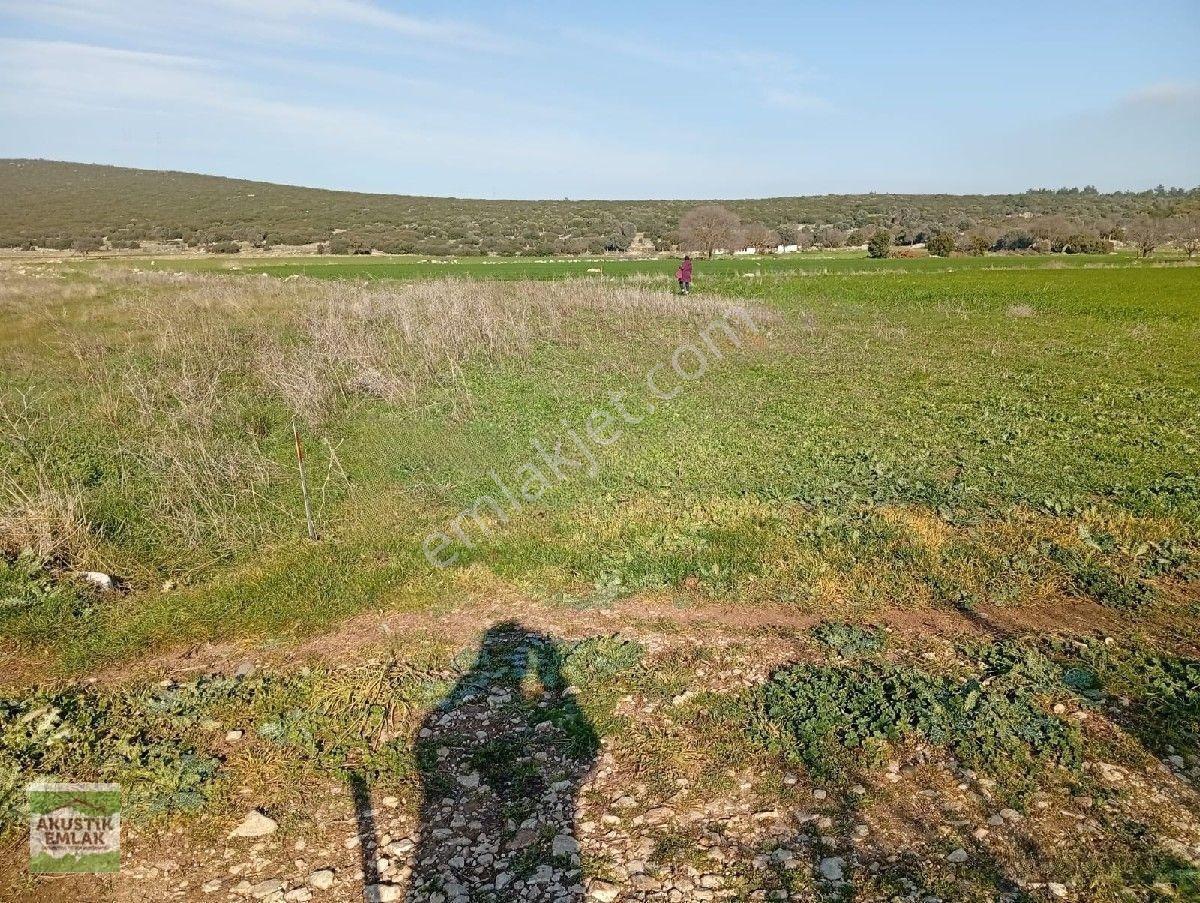 Urla Zeytinler Dağovacık Ta Satılık 2715 Mt Düz Yolu Olan Tarla Akustik Emlaktan — fotoğraf 3