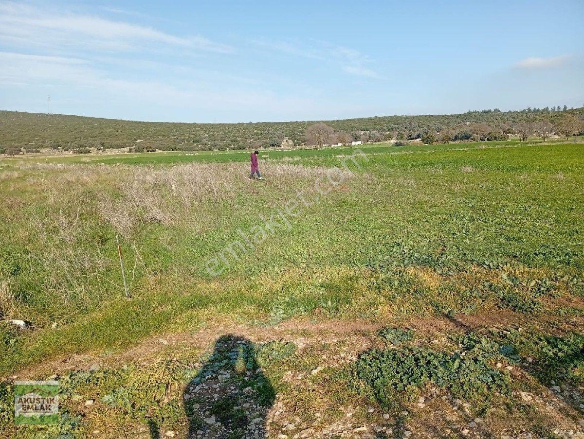 Urla Zeytinler Dağovacık Ta Satılık 2715 Mt Düz Yolu Olan Tarla Akustik Emlaktan — fotoğraf 4