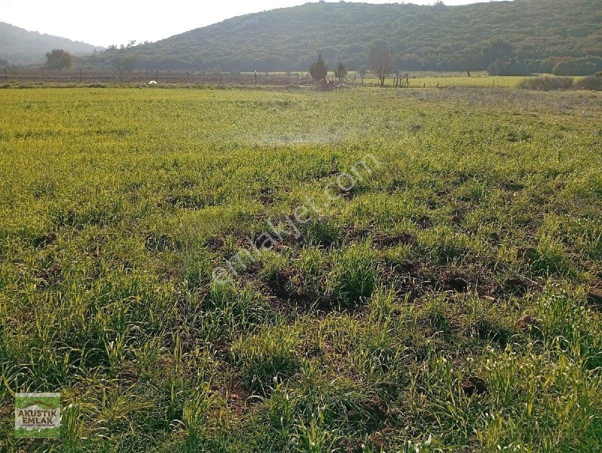 Urla Zeytinler Dağovacık Ta Satılık 2715 Mt Düz Yolu Olan Tarla Akustik Emlaktan — fotoğraf 5