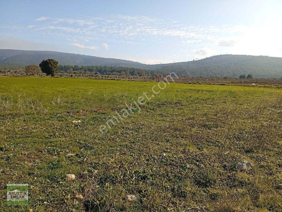 Urla Zeytinler Dağovacık Ta Satılık 2715 Mt Düz Yolu Olan Tarla Akustik Emlaktan — fotoğraf 6
