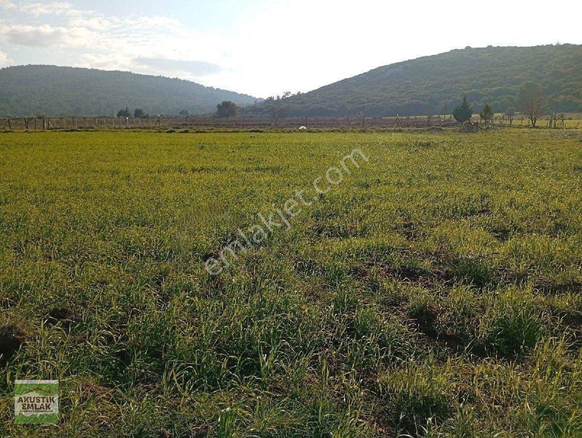 Urla Zeytinler Dağovacık Ta Satılık 2715 Mt Düz Yolu Olan Tarla Akustik Emlaktan — fotoğraf 7