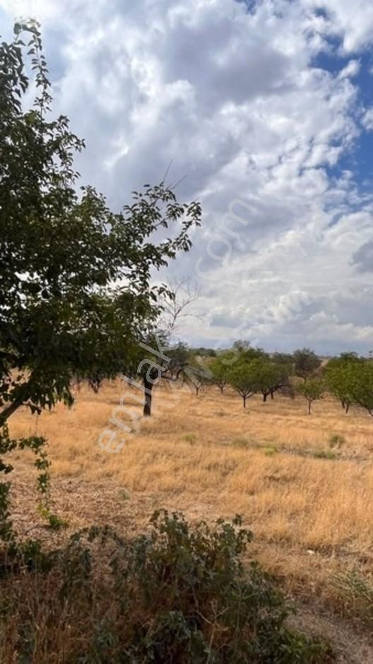 Kuyuluda Satılık 7 Dönüm Sulu Tarla — fotoğraf 3